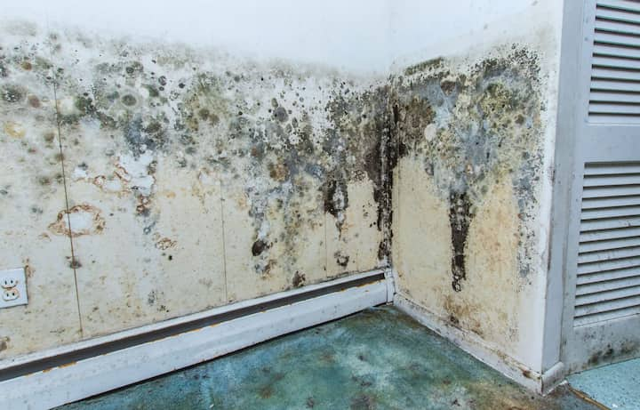 mold removal buford